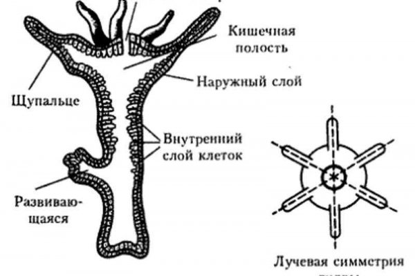 Логин и пароль от кракен